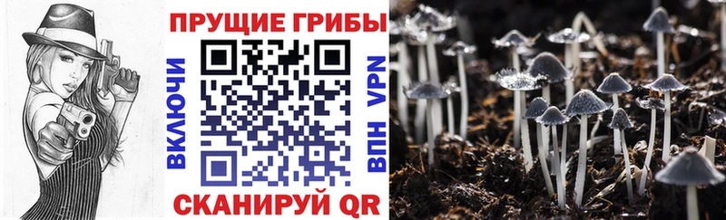 Галлюциногенные грибы Psilocybe  Островной 